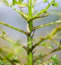 Pine sawfly larvae, Neodiprion spp., are the most common defoliating insects of pine trees