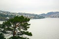 Pine at the sea. Bergen Royalty Free Stock Photo