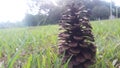 Pine seed found in greenish pasture