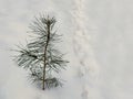 Pine seedling in snow in winter forest, close up