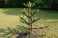 Pine seedlings in a park in Romania