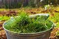 Pine seedlings in tin bucket prepared for planting