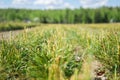 Pine seedlings in a tree nursery in the forest. Growing coniferous tree close-up