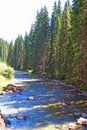 Pine shadows on calm river