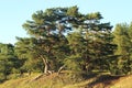 Pine on the shore of Lake Peipus, nature, forest, tree on the shore