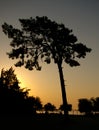 Pine silhouette