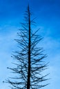 Pine silhouette