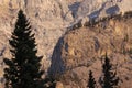 Pine Silhouette against Cascade Mountain