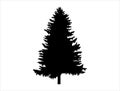 Pine silhouette on white background