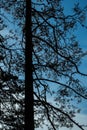 Pine silhouette on sky background in the national park Repovesi, Finland