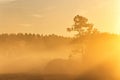 Pine silhouette in sunrise morning misty light