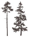 Pine