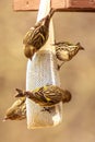 Pine Siskens on Thistle Bird Feeder Royalty Free Stock Photo