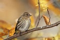 Pine Siskin