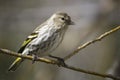 Pine Siskin