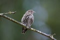 Pine siskin bird Royalty Free Stock Photo