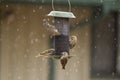 Pine Siskin Birds On Feeder With Snow Royalty Free Stock Photo