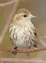 Small Bird Pine Siskin