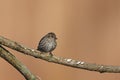 Pine Siskin (Carduelis pinus pinus)