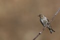 Pine Siskin (Carduelis pinus pinus)