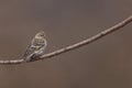 Pine Siskin (Carduelis pinus pinus)