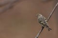 Pine Siskin (Carduelis pinus pinus)