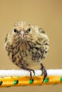 Pine siskin face-to-face