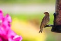 Pine Siskin (Finch)