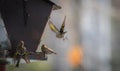 Pine Siskin finches (Carduelis pinus) - in spring competing for space and food at a feeder