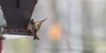 Pine Siskin finches (Carduelis pinus) - in spring competing for space and food at a feeder