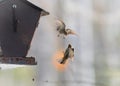 Pine Siskin finches (Carduelis pinus) - take to the air in a scuffle over territory that is over in three seconds.