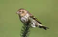 Pine Siskin Perched