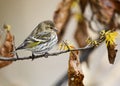 Pine Siskin perched on a Witch Hazel branch in late autumn