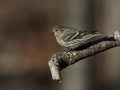 Pine siskin portrait Royalty Free Stock Photo