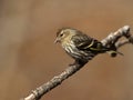 Pine siskin portrait Royalty Free Stock Photo