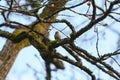 Pine Siskin resing on tree branch