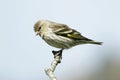 Pine Siskin Small Bird