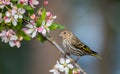 A Pine siskin ` Spinus pinus `