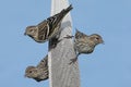 Pine Siskins Eating Tistle Royalty Free Stock Photo