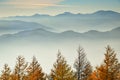 Pine and sky during the trip to Mount Fuji. Royalty Free Stock Photo