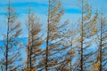 Pine and sky during the trip to Mount Fuji. Royalty Free Stock Photo