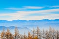 Pine and sky during the trip to Mount Fuji. Royalty Free Stock Photo