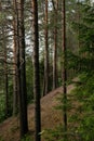 Pine slope near by the lake