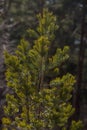 Pine. Small green pine tree in the forest