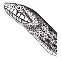 Pine Snake, vintage illustration