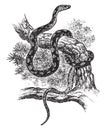 Pine Snake, vintage illustration