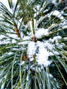 pine in the snow christmas Royalty Free Stock Photo