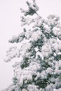 Pine in snow Royalty Free Stock Photo