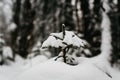 Winter in Finland covered in snow Royalty Free Stock Photo