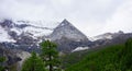 Pine and snowy mountains